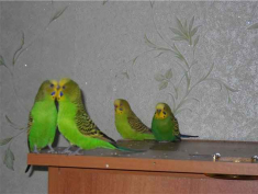 Пара волнистых попугаев